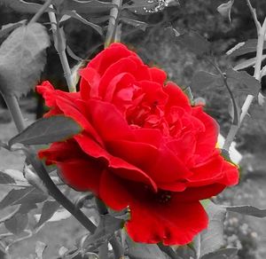 Close-up of red rose
