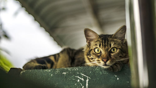 Close-up portrait of cat