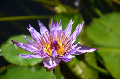 Close-up of purple flower