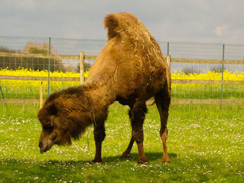 Full length of a horse on field