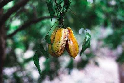 Close-up of orange fruit on tree