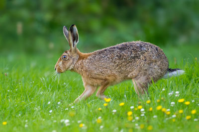 Close-up of hare on grassy field