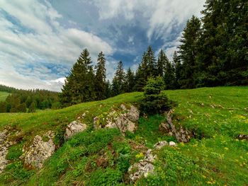 Pine trees in forest