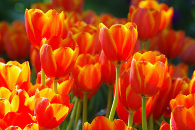Close-up of orange tulips in field