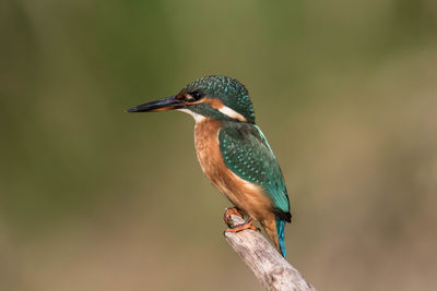 Close-up of kingfisher perching outdoors