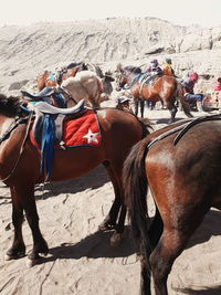 Horse cart on sand