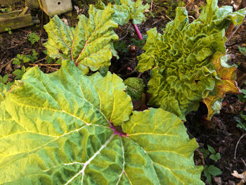 Full frame shot of green leaves