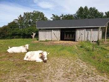 Sheep in a field