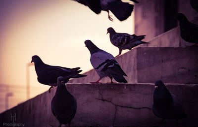 Pigeons perching on a wall