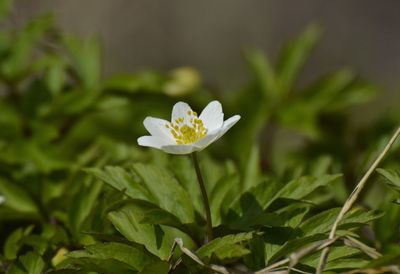 Close-up of white flowering plant