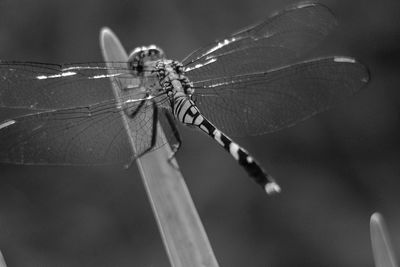 Close-up of dragonfly on plant
