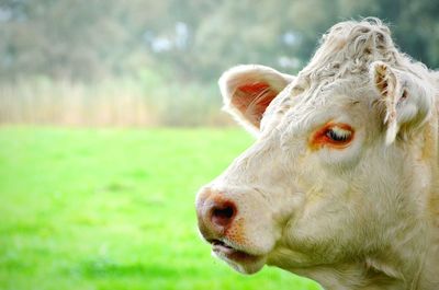 Close-up of goat on grassy field