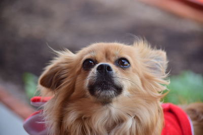 Close-up portrait of dog