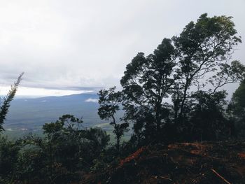 Scenic view of forest against sky
