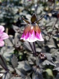 Close-up of pink flower blooming outdoors