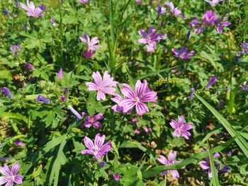 Close-up of pink flowering plants