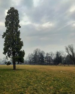 Trees on field against sky