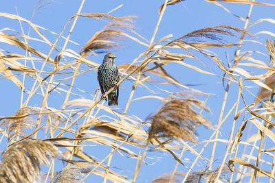 Low angle view of bird perching on branch