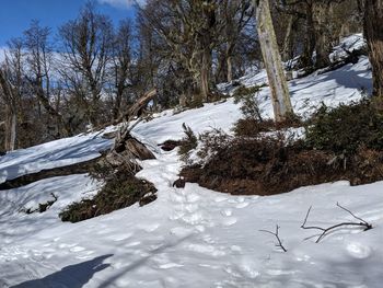 Trees on snow covered field