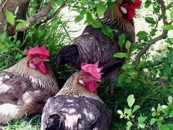 Close-up of rooster on tree