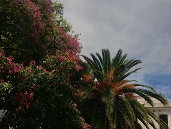 Low angle view of palm trees against sky