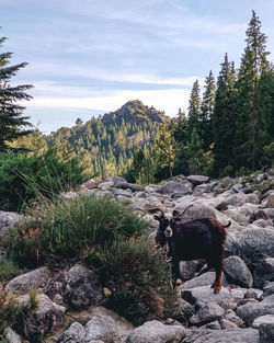 View of a wild goaton rock