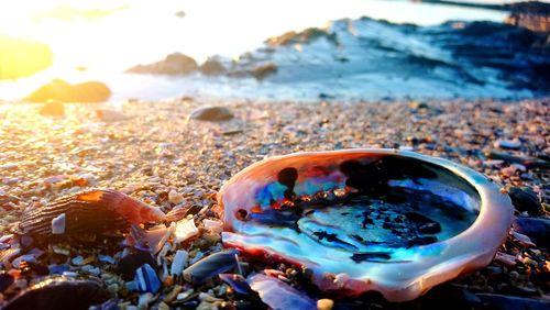 Close-up of shell on beach