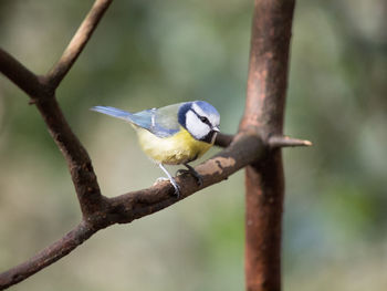 Close-up of bird perching on branch