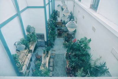 High angle view of potted plants on glass window