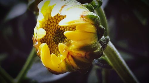 Close-up of yellow flowering plant