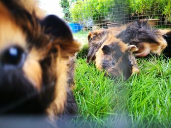 Close-up of dog on grass