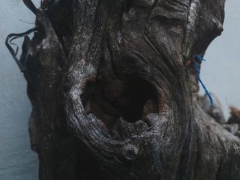 Close-up of tree trunk