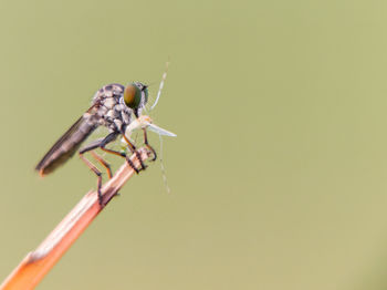 Close-up of insect on twig