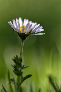 Close-up of purple flowering plant