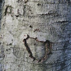 Full frame shot of tree trunk