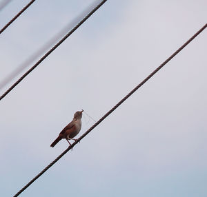 Low angle view of bird perching on cable against sky