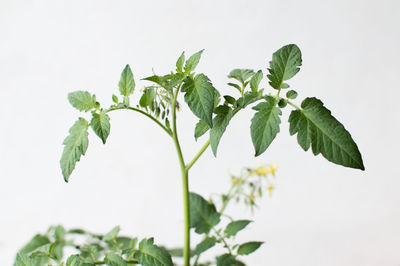 Close-up of fresh green plant