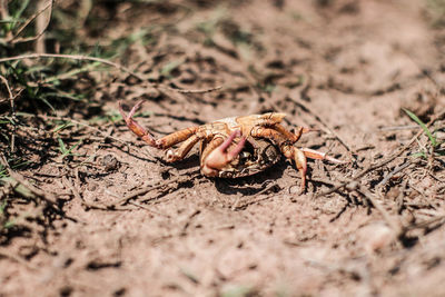 Close-up of crab on sand