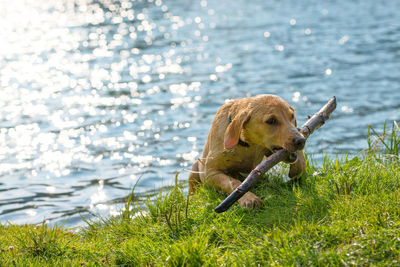 Dog running on field