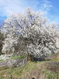 View of cherry blossom from tree