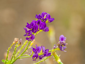 Close-up of purple flowers