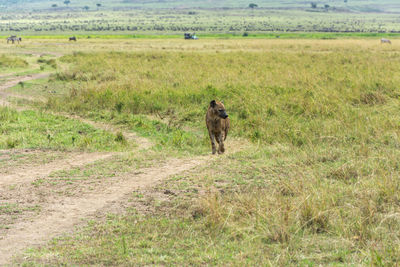 Horse on field
