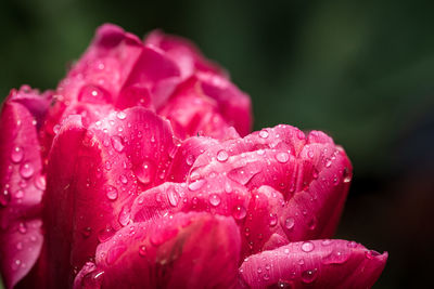 Close-up of red flower
