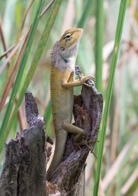 Close-up of lizard on tree