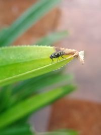 Close-up of insect on leaf