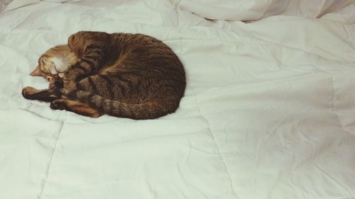 Close-up of cat sleeping in bed