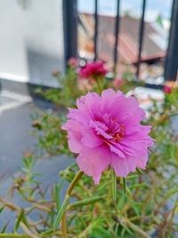 flowering plant