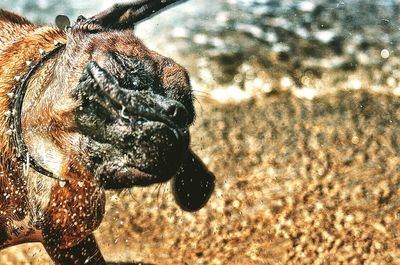 Close-up of snake against sky