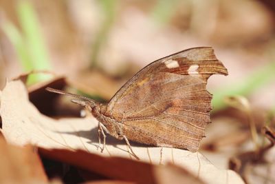 Close-up of butterfly