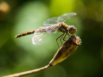 Close-up of insect on plant